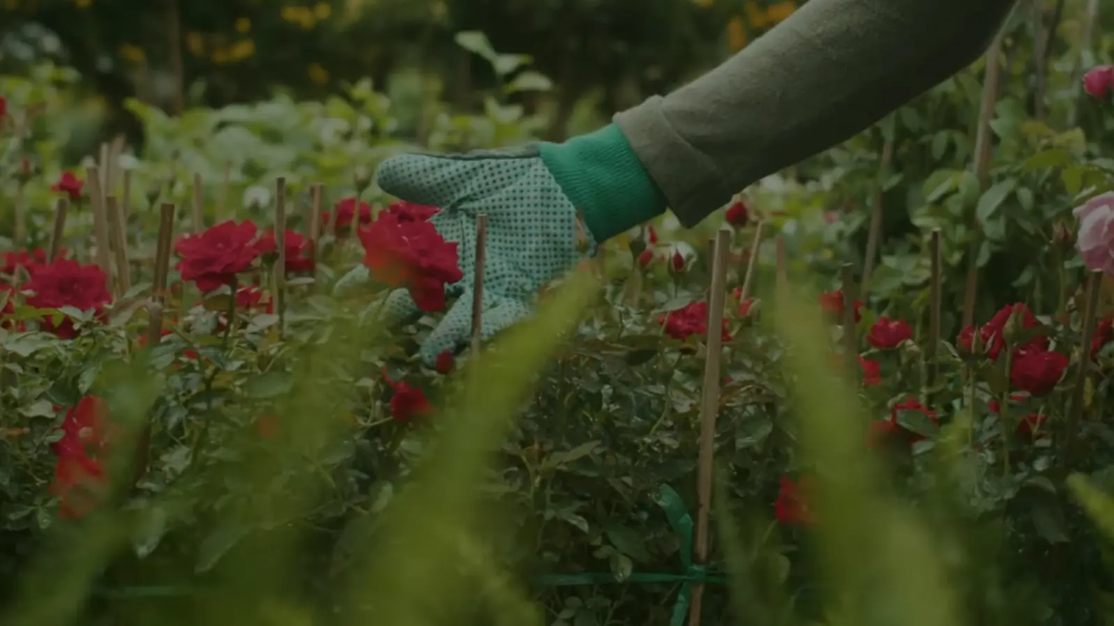 Lawncare background